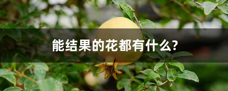 能结果的花都有什么? 能结果的花都有什么?