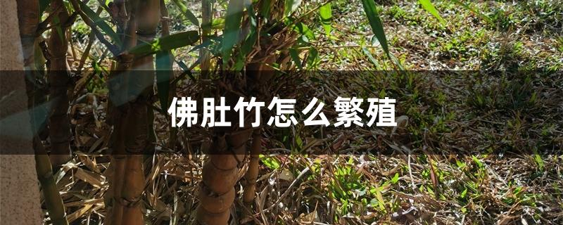 佛肚竹怎么繁殖 佛肚竹怎么繁殖