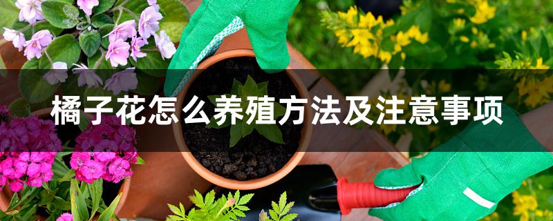 橘子花怎么养殖方法及注意事项 橘子花怎么养殖方法及注意事项
