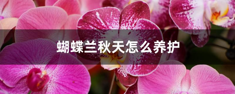 蝴蝶兰秋天怎么养护 蝴蝶兰秋天怎么养护