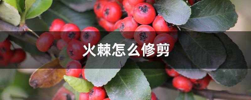 火棘怎么修剪 火棘怎么修剪