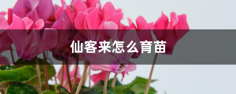 仙客来怎么育苗 仙客来怎么育苗