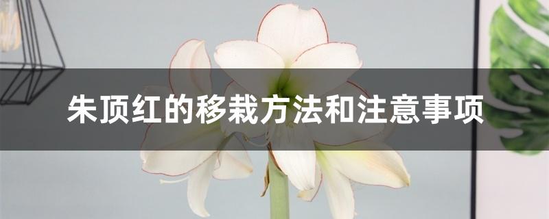 朱顶红的移栽方法和注意事项 朱顶红的移栽方法和注意事项