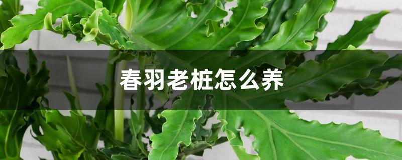 春羽老桩怎么养