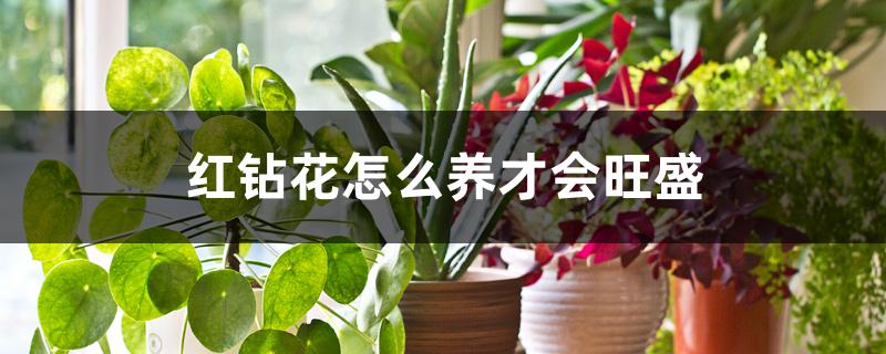 红钻花怎么养才会旺盛 红钻花怎么养才会旺盛
