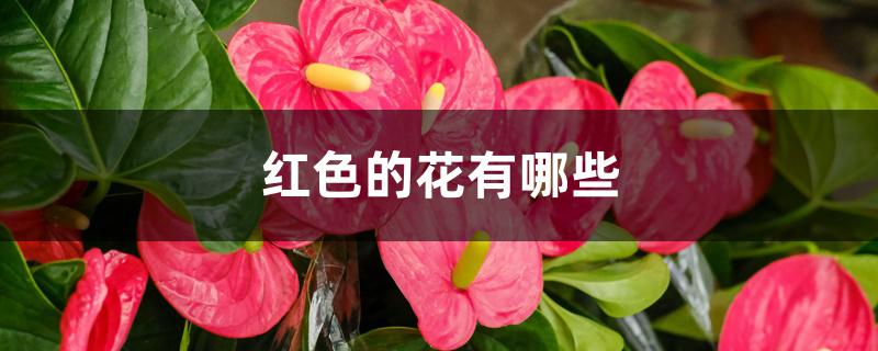 红色的花有哪些