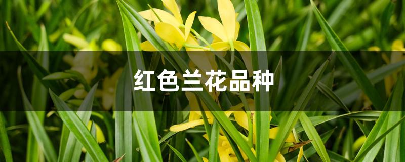 红色兰花品种 红色兰花品种