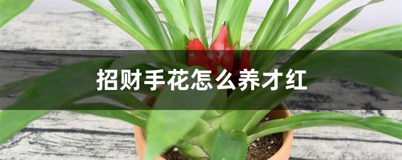 招财手花怎么养才红 招财手花怎么养才红