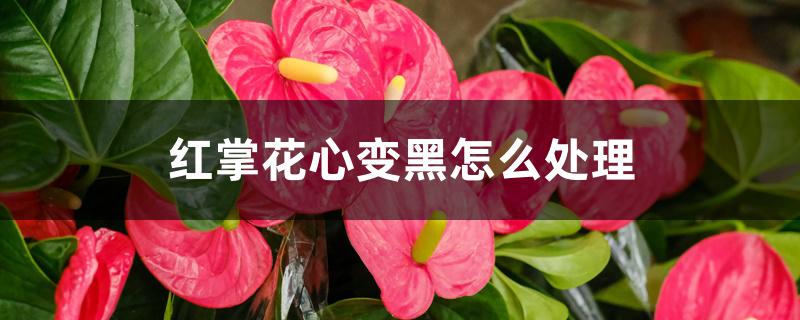 红掌花心变黑怎么处理 红掌花心变黑怎么处理