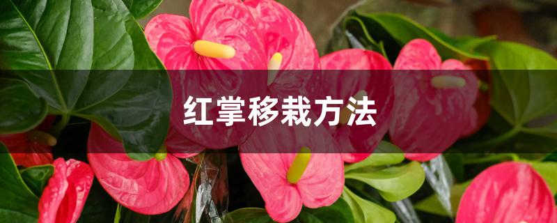 红掌移栽方法 红掌移栽方法