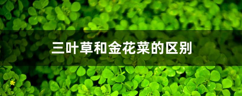 三叶草和金花菜的区别 三叶草和金花菜的区别