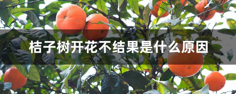 桔子树开花不结果是什么原因 桔子树开花不结果是什么原因