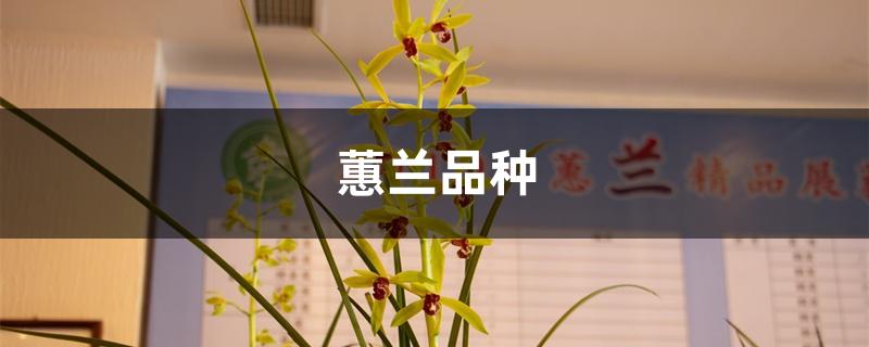 蕙兰品种 蕙兰品种