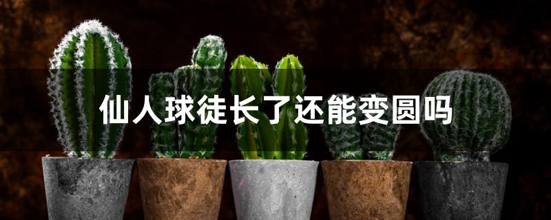 仙人球徒长了还能变圆吗 仙人球徒长了还能变圆吗
