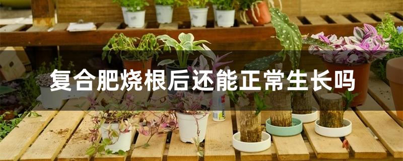 复合肥烧根后还能正常生长吗 复合肥烧根后还能正常生长吗