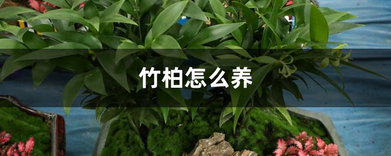 竹柏怎么养 竹柏怎么养