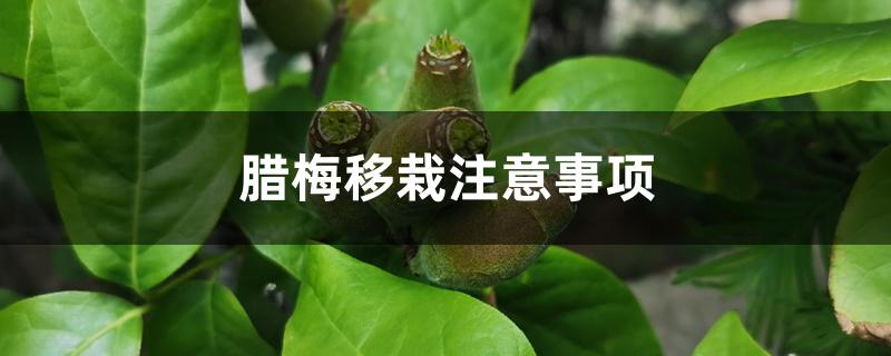 腊梅移栽注意事项 腊梅移栽注意事项