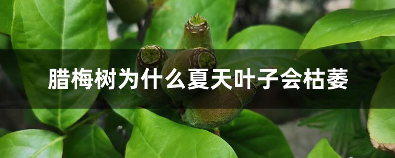腊梅树为什么夏天叶子会枯萎 腊梅树为什么夏天叶子会枯萎