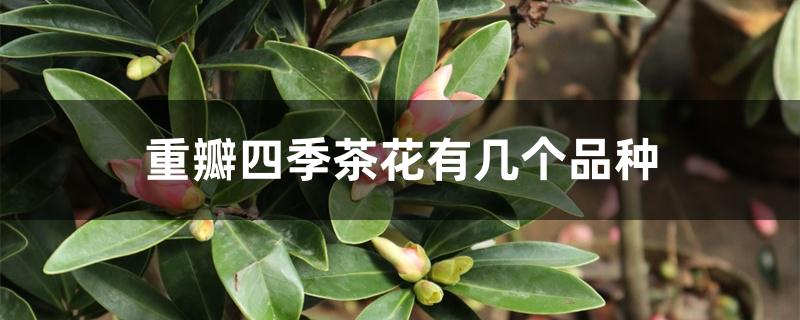 重瓣四季茶花有几个品种 重瓣四季茶花有几个品种
