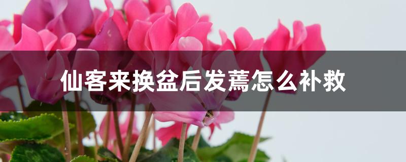仙客来换盆后发蔫怎么补救 仙客来换盆后发蔫怎么补救