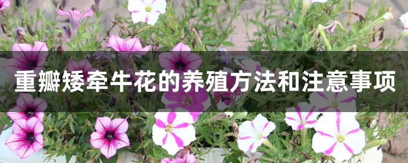 重瓣矮牵牛花的养殖方法和注意事项 重瓣矮牵牛花的养殖方法和注意事项