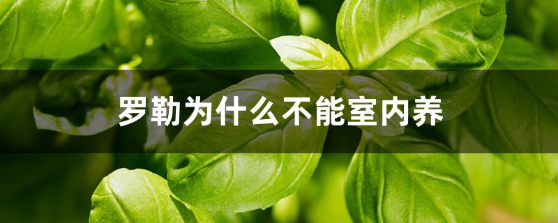 罗勒为什么不能室内养 罗勒为什么不能室内养