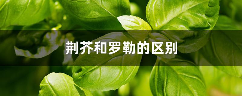 荆芥和罗勒的区别 荆芥和罗勒的区别