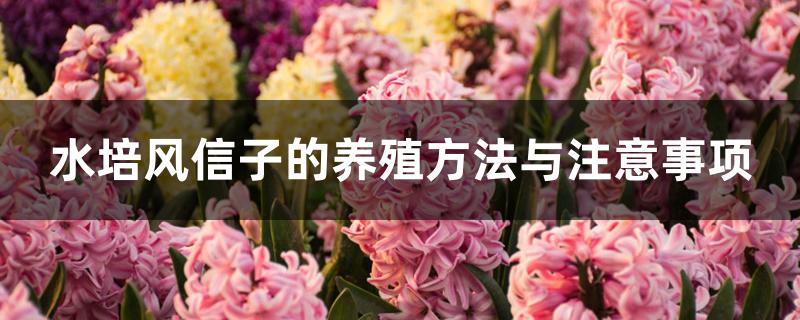 水培风信子的养殖方法与注意事项 水培风信子的养殖方法与注意事项