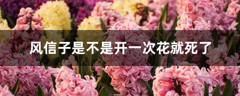 风信子是不是开一次花就死了 风信子是不是开一次花就死了