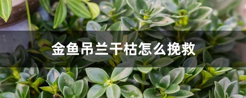 金鱼吊兰干枯怎么挽救 金鱼吊兰干枯怎么挽救