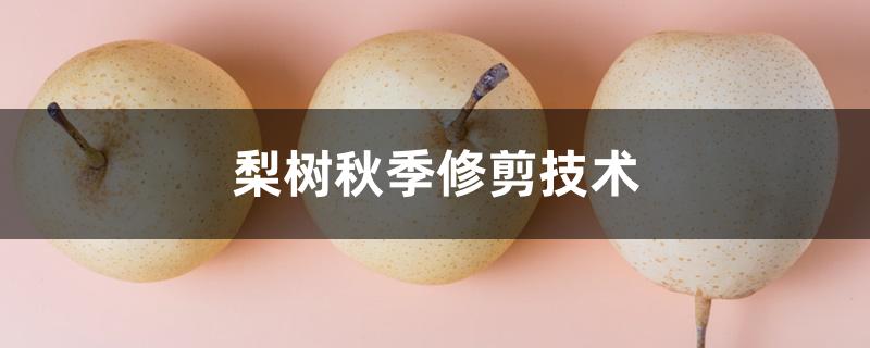 梨树秋季修剪技术 梨树秋季修剪技术