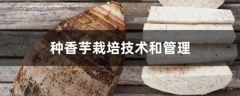 种香芋栽培技术和管理 种香芋栽培技术和管理