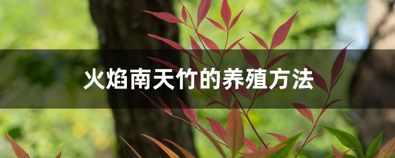 火焰南天竹的养殖方法 火焰南天竹的养殖方法