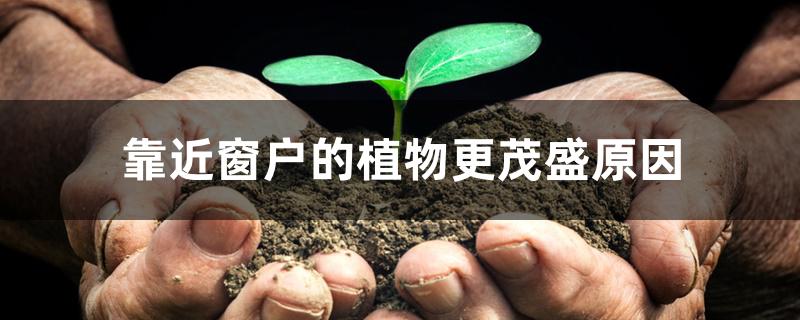 靠近窗户的植物更茂盛原因