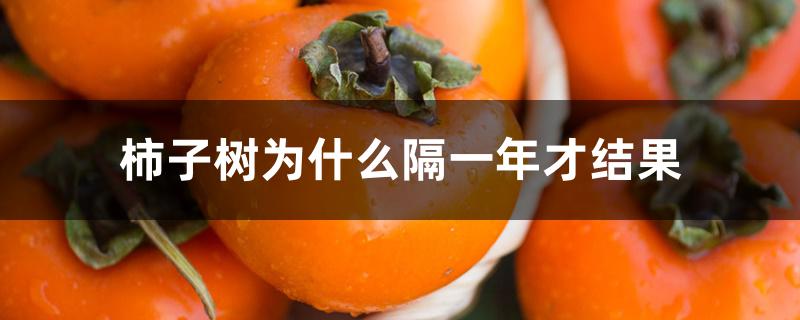 柿子树为什么隔一年才结果