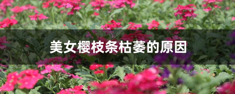 美女樱枝条枯萎的原因 美女樱枝条枯萎的原因