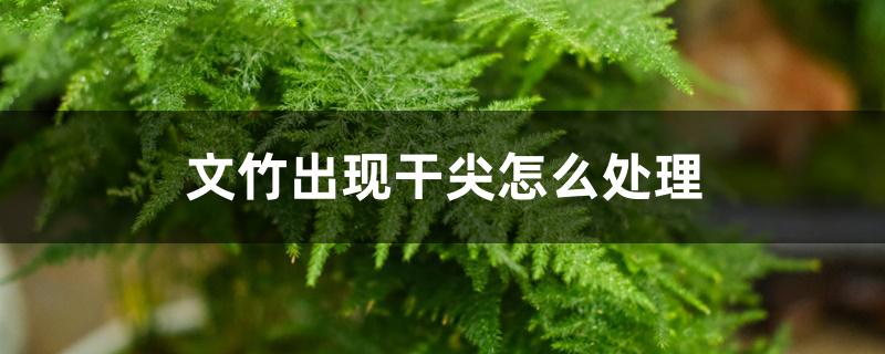 文竹出现干尖怎么处理