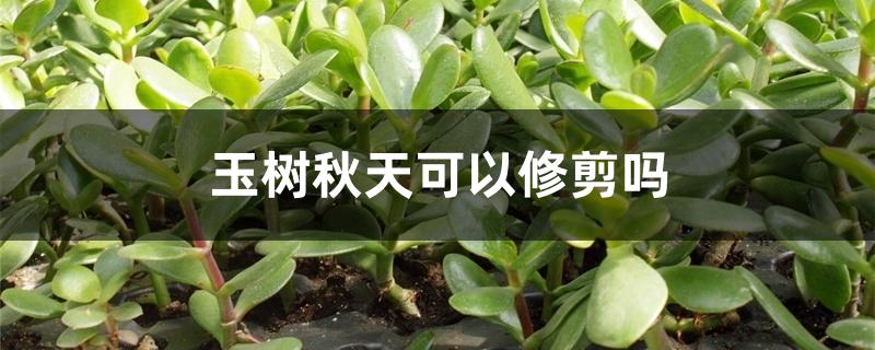 玉树秋天可以修剪吗 玉树秋天可以修剪吗