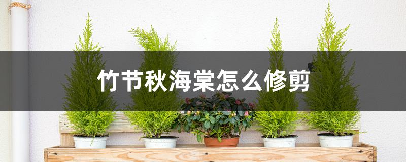 竹节秋海棠怎么修剪 竹节秋海棠怎么修剪