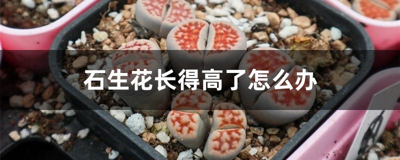 石生花长得高了怎么办 石生花长得高了怎么办