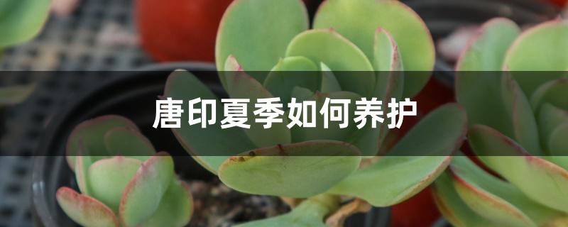 唐印夏季如何养护 唐印夏季如何养护