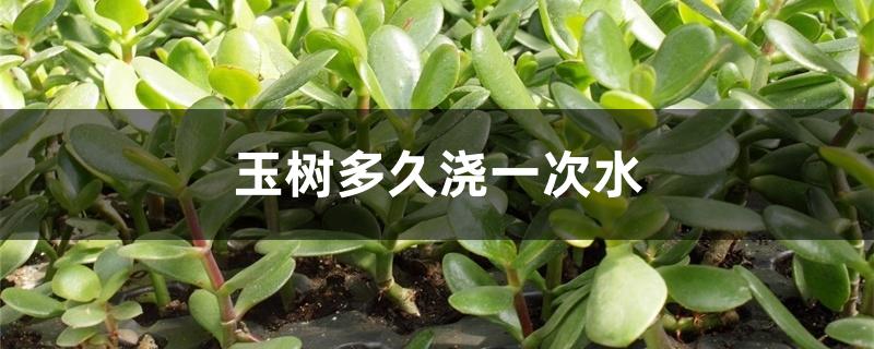 玉树多久浇一次水 玉树多久浇一次水