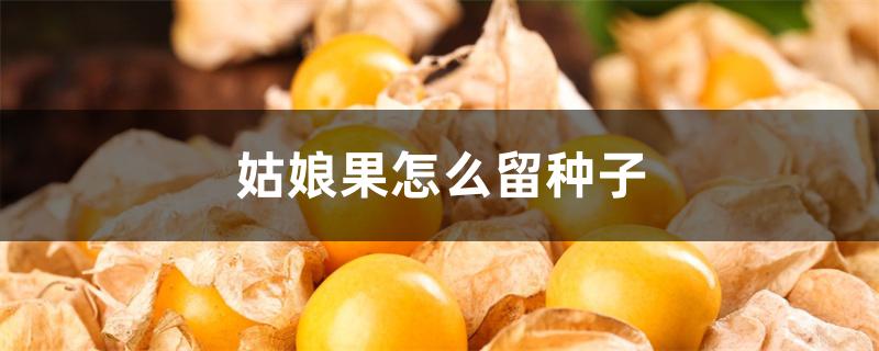 姑娘果怎么留种子 姑娘果怎么留种子