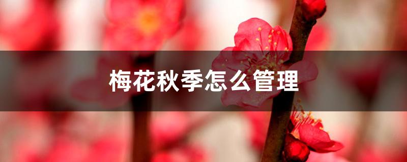 梅花秋季怎么管理 梅花秋季怎么管理