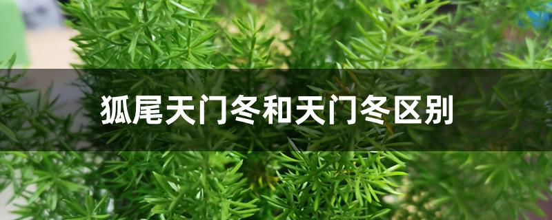 狐尾天门冬和天门冬区别 狐尾天门冬和天门冬区别