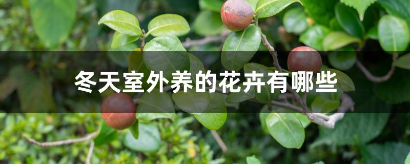 冬天室外养的花卉有哪些 冬天室外养的花卉有哪些