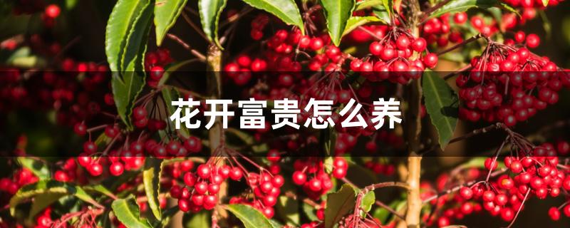 花开富贵怎么养 花开富贵怎么养