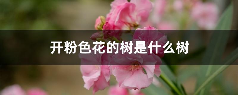 开粉色花的树是什么树 开粉色花的树是什么树