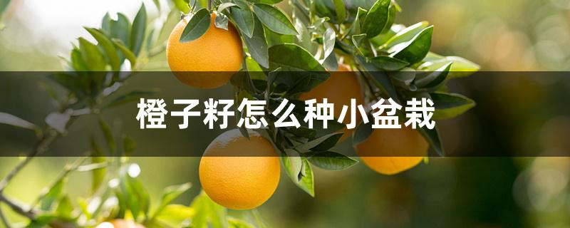 橙子籽怎么种小盆栽 橙子籽怎么种小盆栽