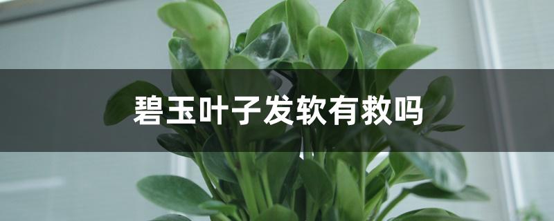 碧玉叶子发软有救吗 碧玉叶子发软有救吗